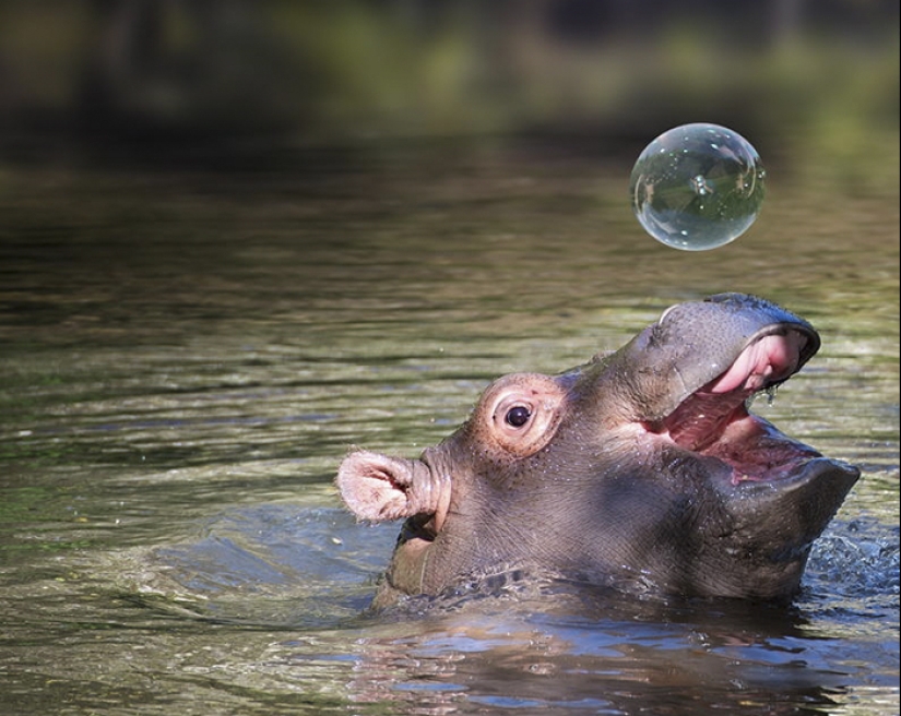 Mission Possible - hippos who will stop the internet dictatorship of cats