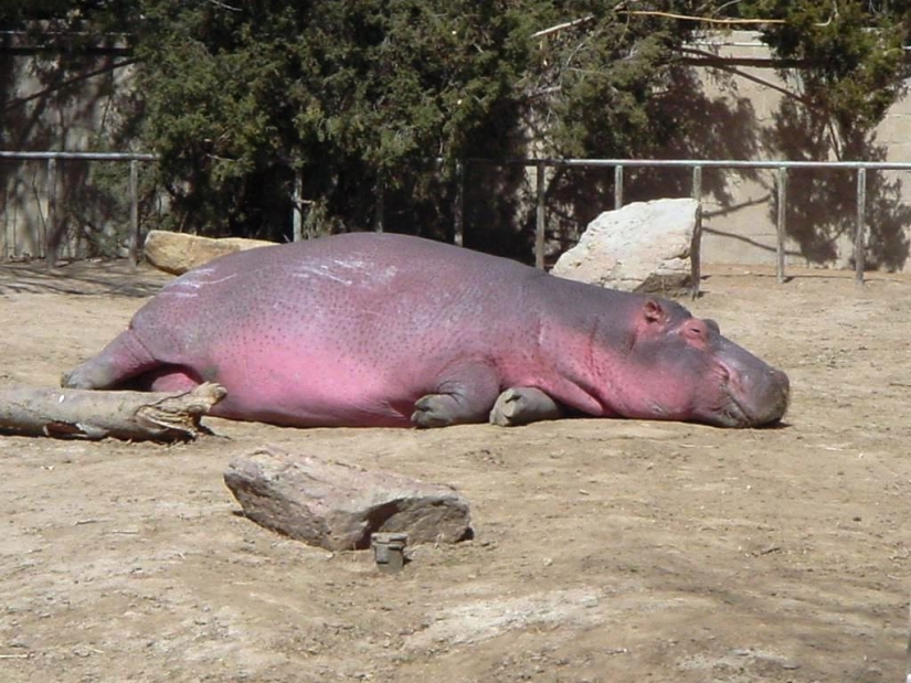 Mission Possible - hippos who will stop the internet dictatorship of cats