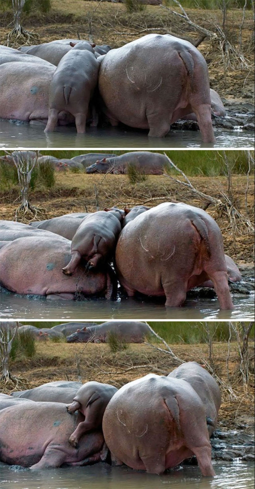 Mission Possible - hippos who will stop the internet dictatorship of cats