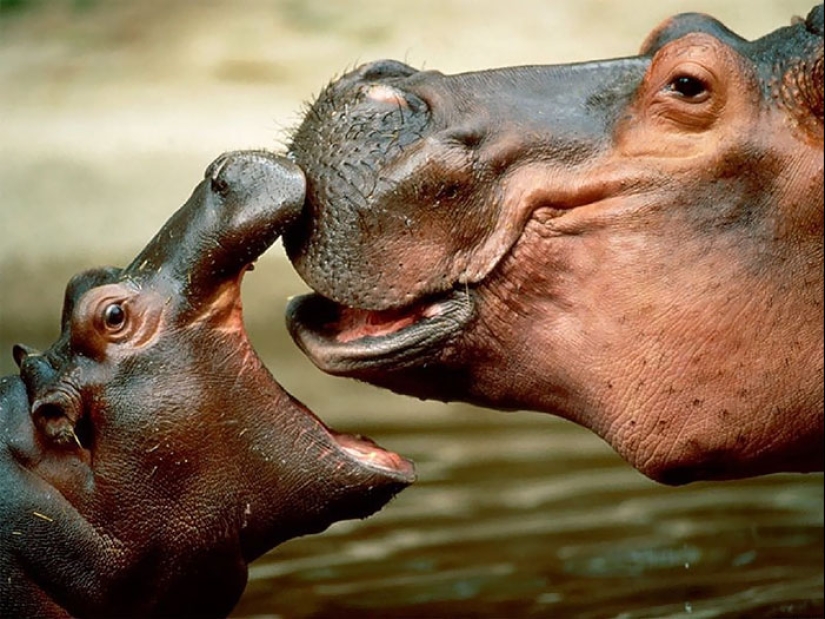 Mission Possible - hippos who will stop the internet dictatorship of cats