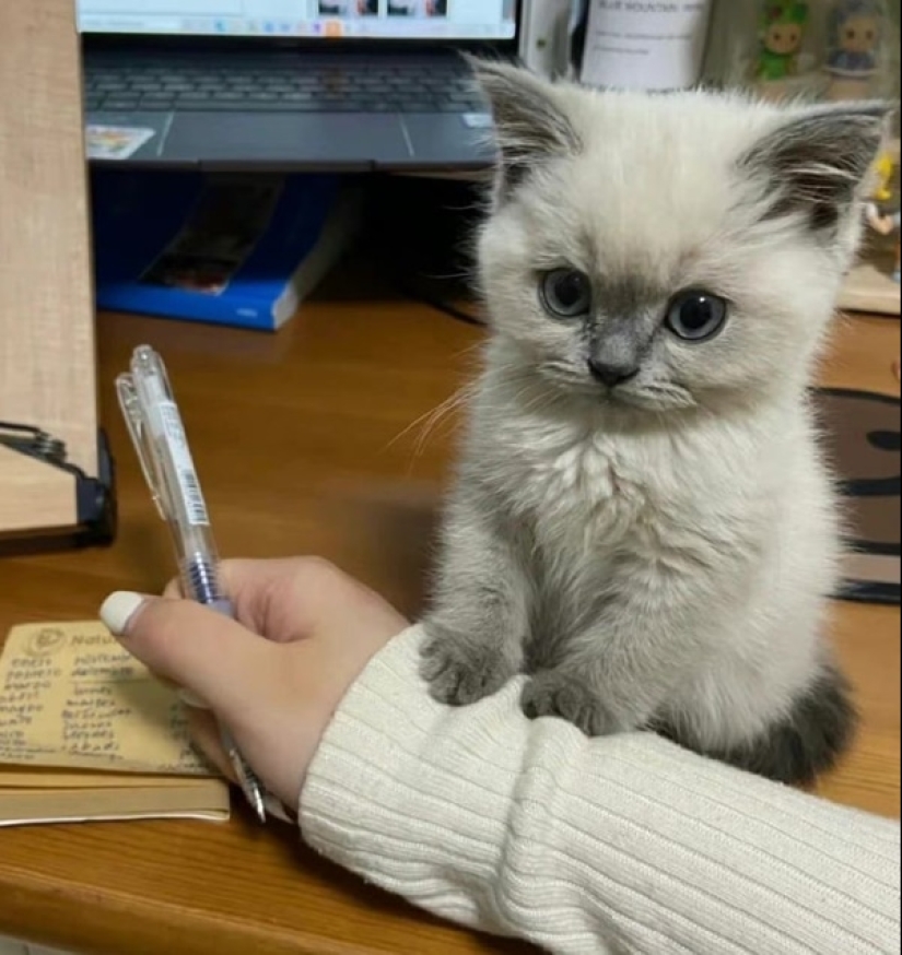 Momentos de pura alegría: 22 fotos que llenarán tu corazón de calidez Momentos de pura alegría: 22 fotos que llenarán tu corazón de calidez