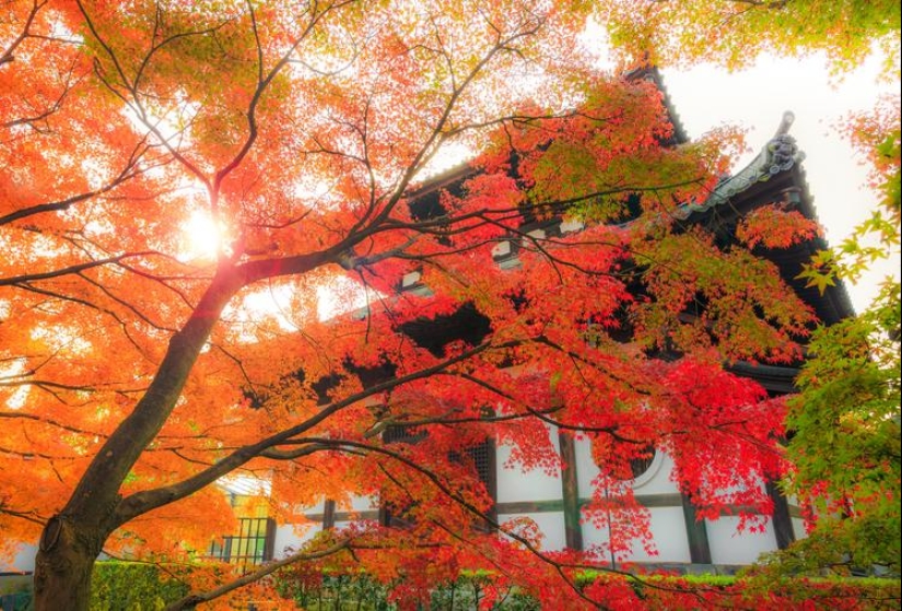 Momijigari: How the Japanese Turned Autumn Maple Admiration into an Art