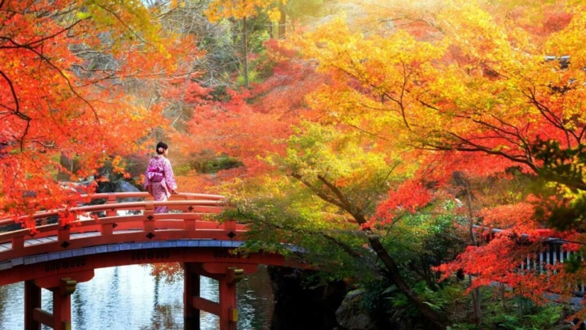 Momijigari: How the Japanese Turned Autumn Maple Admiration into an Art