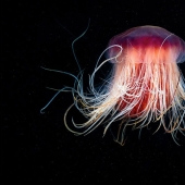 Monsters of the deep sea in the photo by Alexander Semyonov