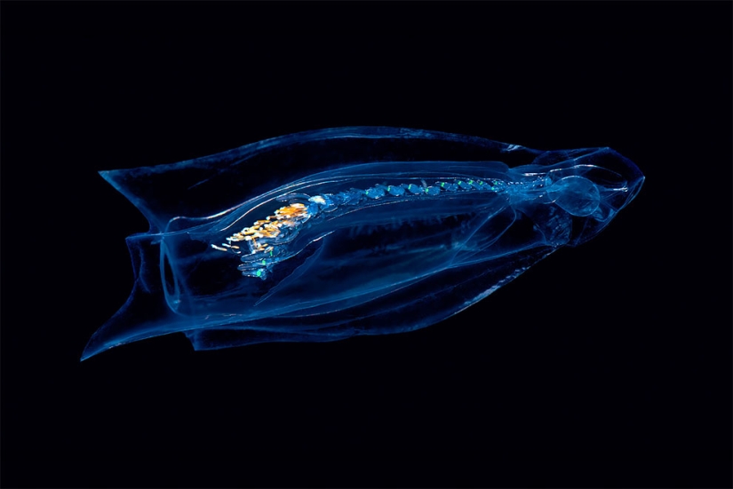 Monstruos del mar profundo en la foto de Alexander Semyonov Monstruos del mar profundo en la foto de Alexander Semyonov