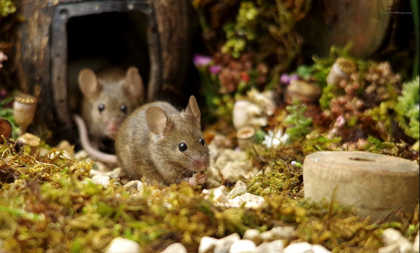 Mouse village British photographer Simon Dell
