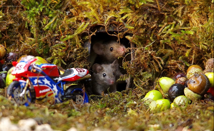 Mouse village British photographer Simon Dell