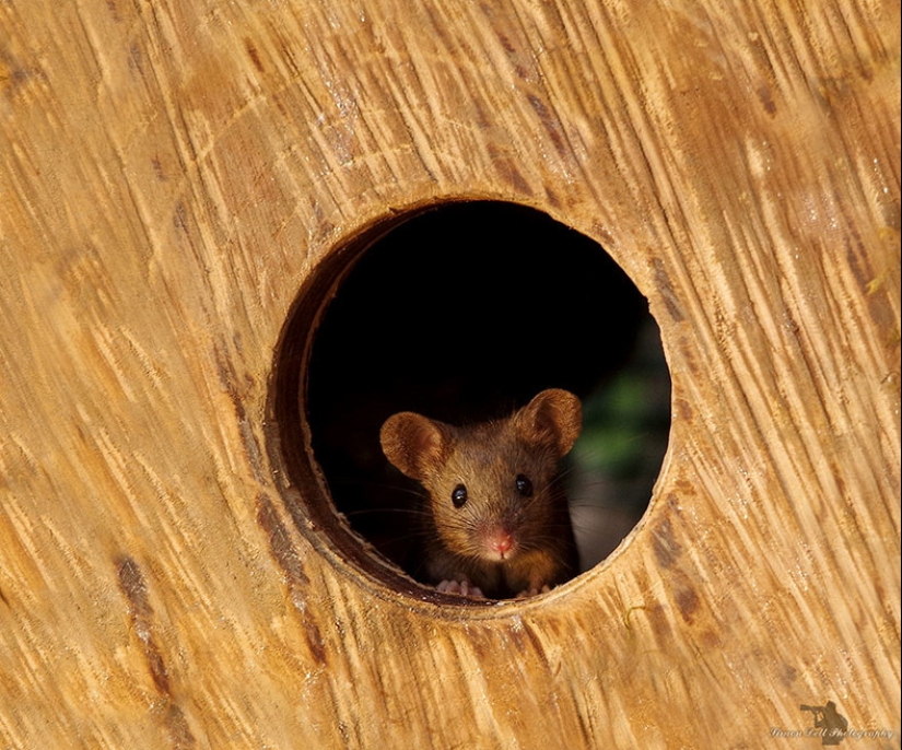 Mouse village British photographer Simon Dell