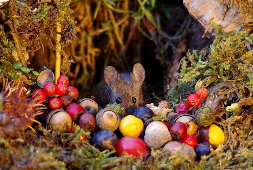 Mouse village British photographer Simon Dell