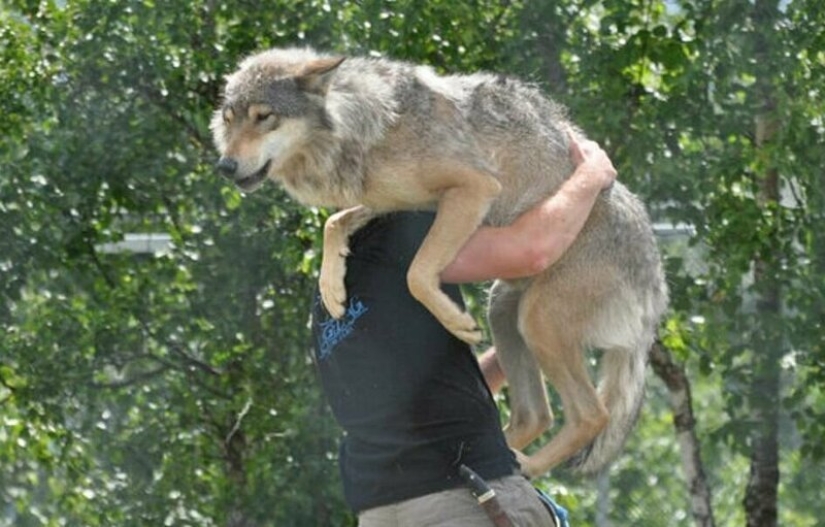 Mowgli por el contrario: el noruego hizo subir a los cuatro lobos y se convirtió en el "líder de la manada"