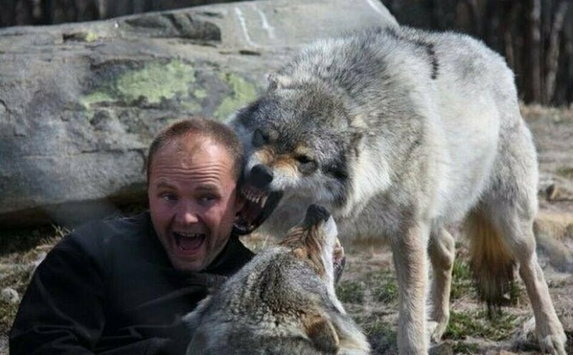 Mowgli por el contrario: el noruego hizo subir a los cuatro lobos y se convirtió en el "líder de la manada"