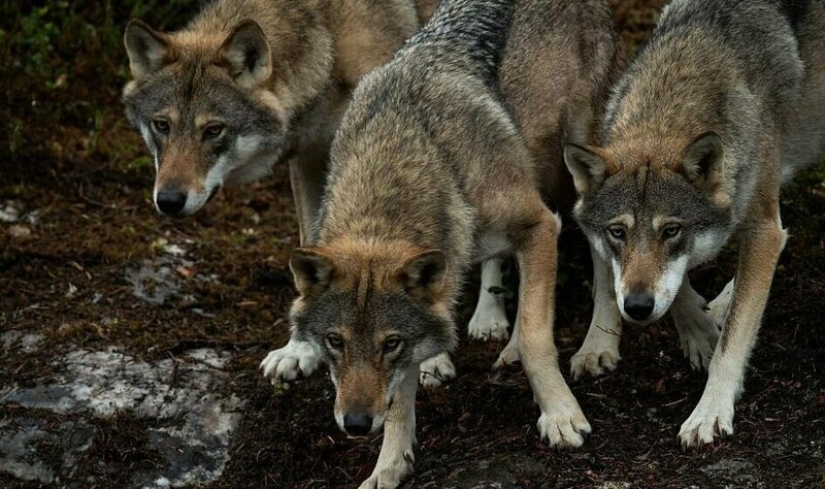 Mowgli por el contrario: el noruego hizo subir a los cuatro lobos y se convirtió en el "líder de la manada"