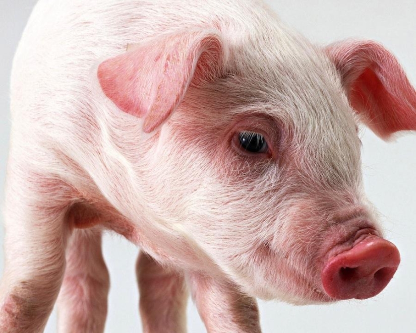 Música, orina, gatos: 10 cosas comunes que pueden convertirse en armas