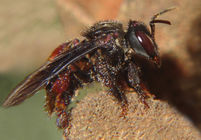 ¿Mueren las abejas después de picar? Los científicos han revelado el secreto
