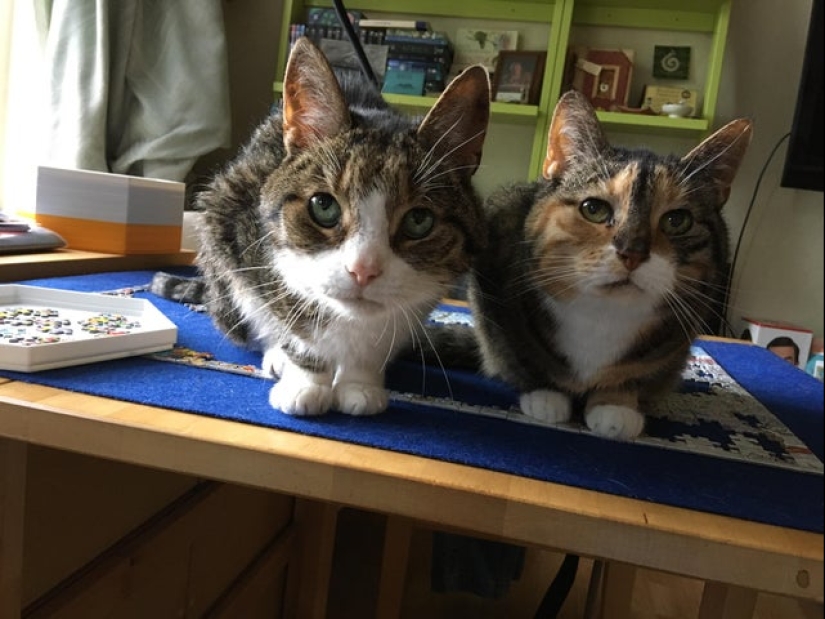 "Murzik, well, don't interfere!": 22 evidence that you can't solve puzzles with cats