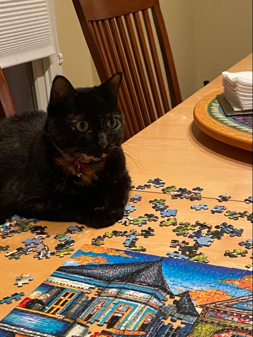 "Murzik, well, don't interfere!": 22 evidence that you can't solve puzzles with cats