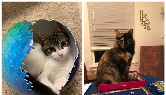 "Murzik, well, don't interfere!": 22 evidence that you can't solve puzzles with cats "Murzik, well, don't interfere!": 22 evidence that you can't solve puzzles with cats