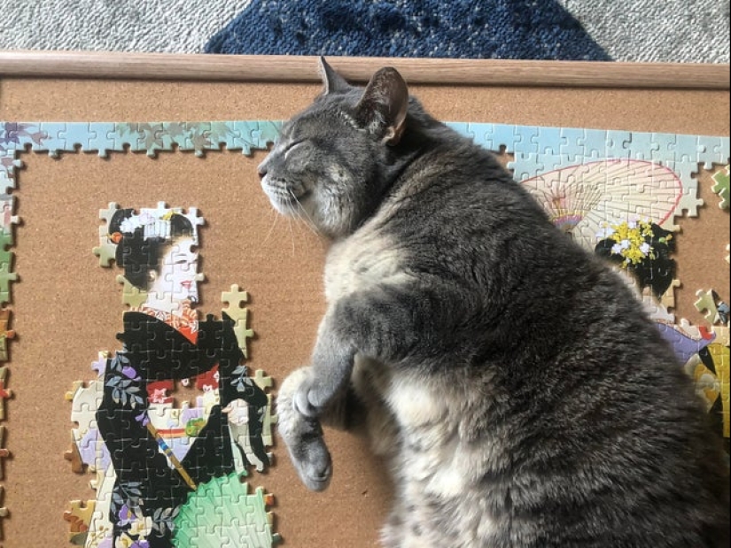 "Murzik, well, don't interfere!": 22 evidence that you can't solve puzzles with cats