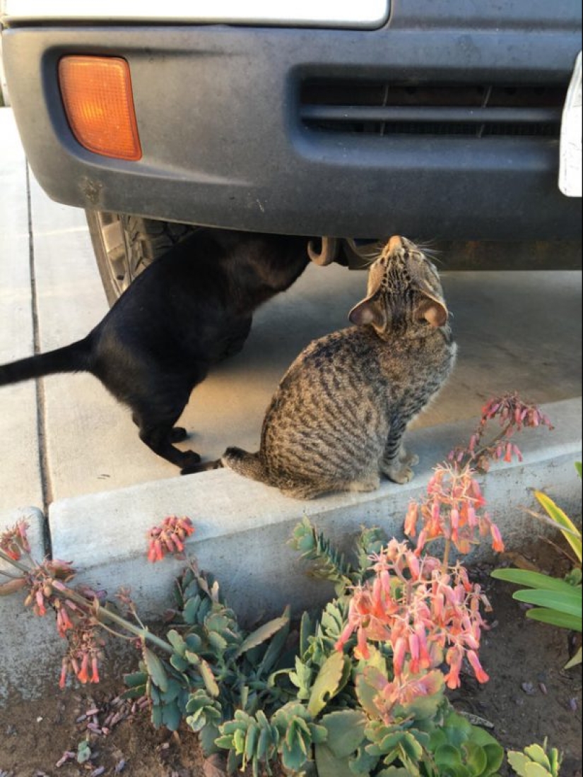 Mustachioed assistants who are not confused by the fact that they have paws Mustachioed assistants who are not confused by the fact that they have paws
