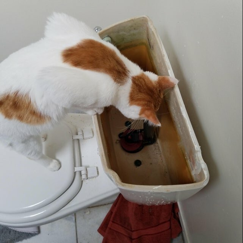 Mustachioed assistants who are not confused by the fact that they have paws Mustachioed assistants who are not confused by the fact that they have paws