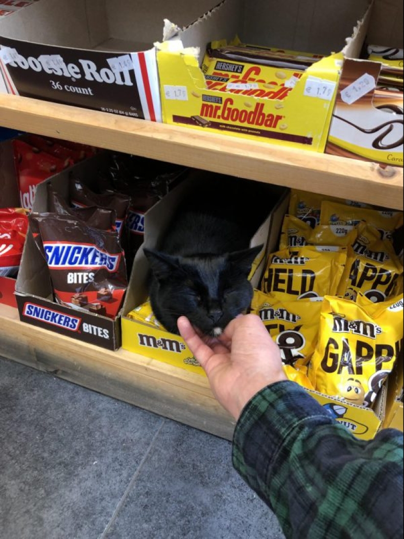 Mustachioed assistants who are not confused by the fact that they have paws Mustachioed assistants who are not confused by the fact that they have paws