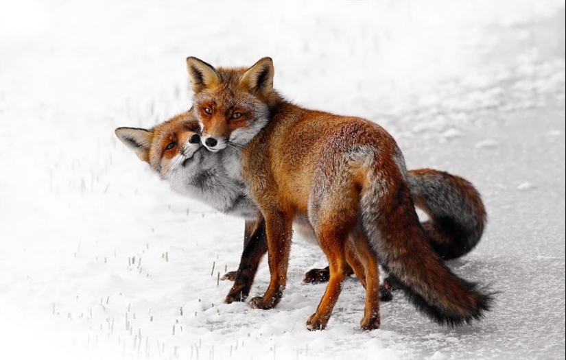 Muy bien los amantes de los animales