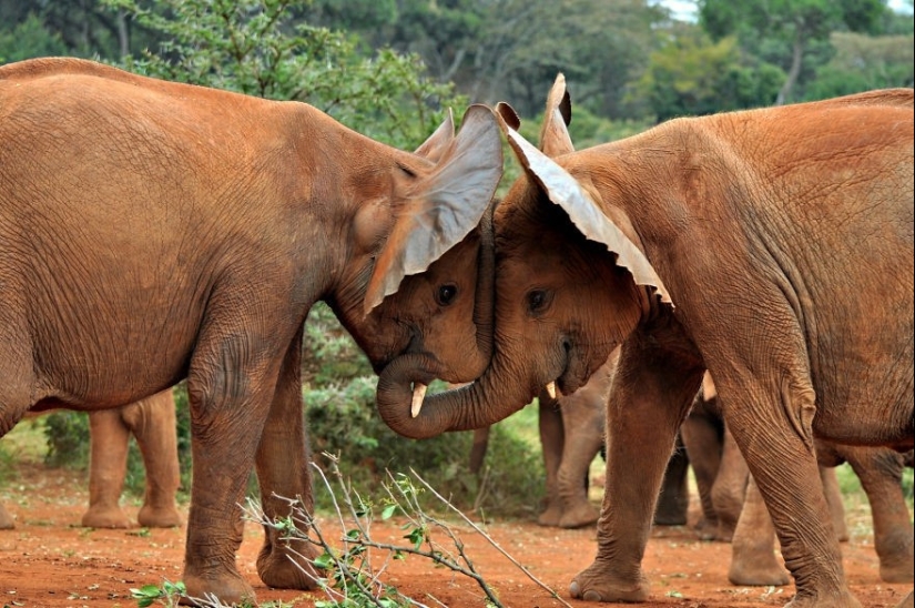 Muy bien los amantes de los animales