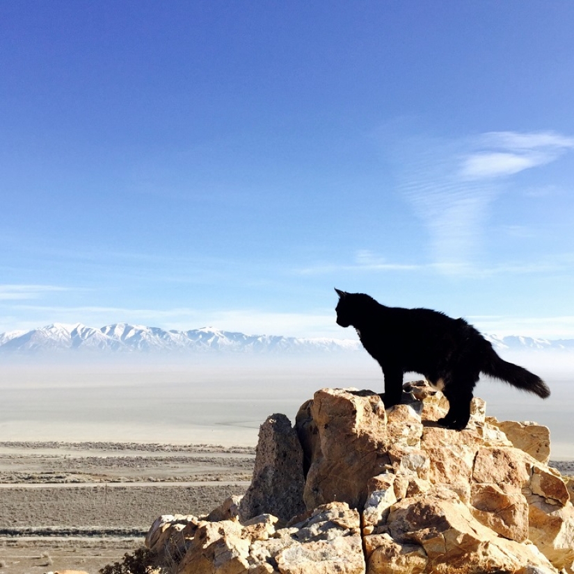 My climber: the world's first cat-climber