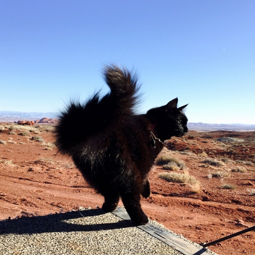 My climber: the world's first cat-climber
