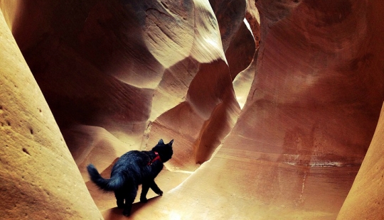 My climber: the world&#39;s first cat-climber