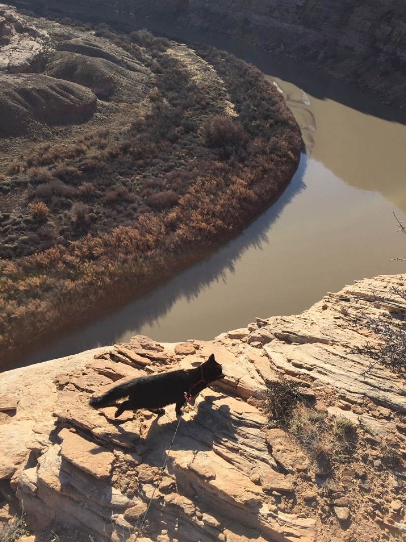 My climber: the world's first cat-climber