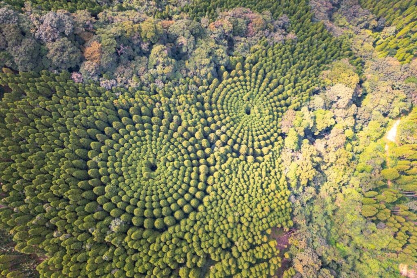 Mysterious tree circles in Japan are the result of a 50-year experiment