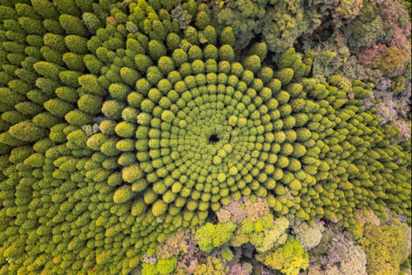 Mysterious tree circles in Japan are the result of a 50-year experiment