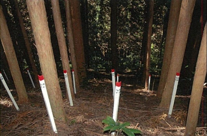 Mysterious tree circles in Japan are the result of a 50-year experiment