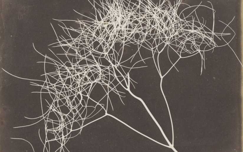 Negative and positive, no alternatives - 15 first photographs of William Talbot