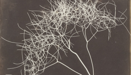 Negative and positive, no alternatives - 15 first photographs of William Talbot