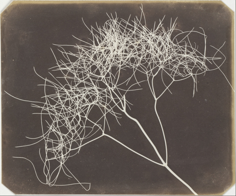 Negative and positive, no alternatives - 15 first photographs of William Talbot