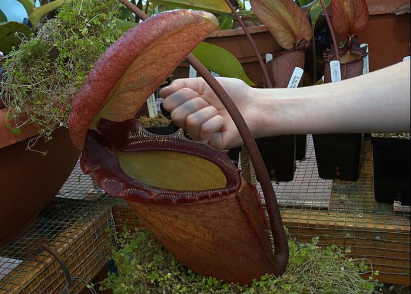 Nepenthes and tupaya: “toilet” friendship between a carnivorous plant and a miniature animal