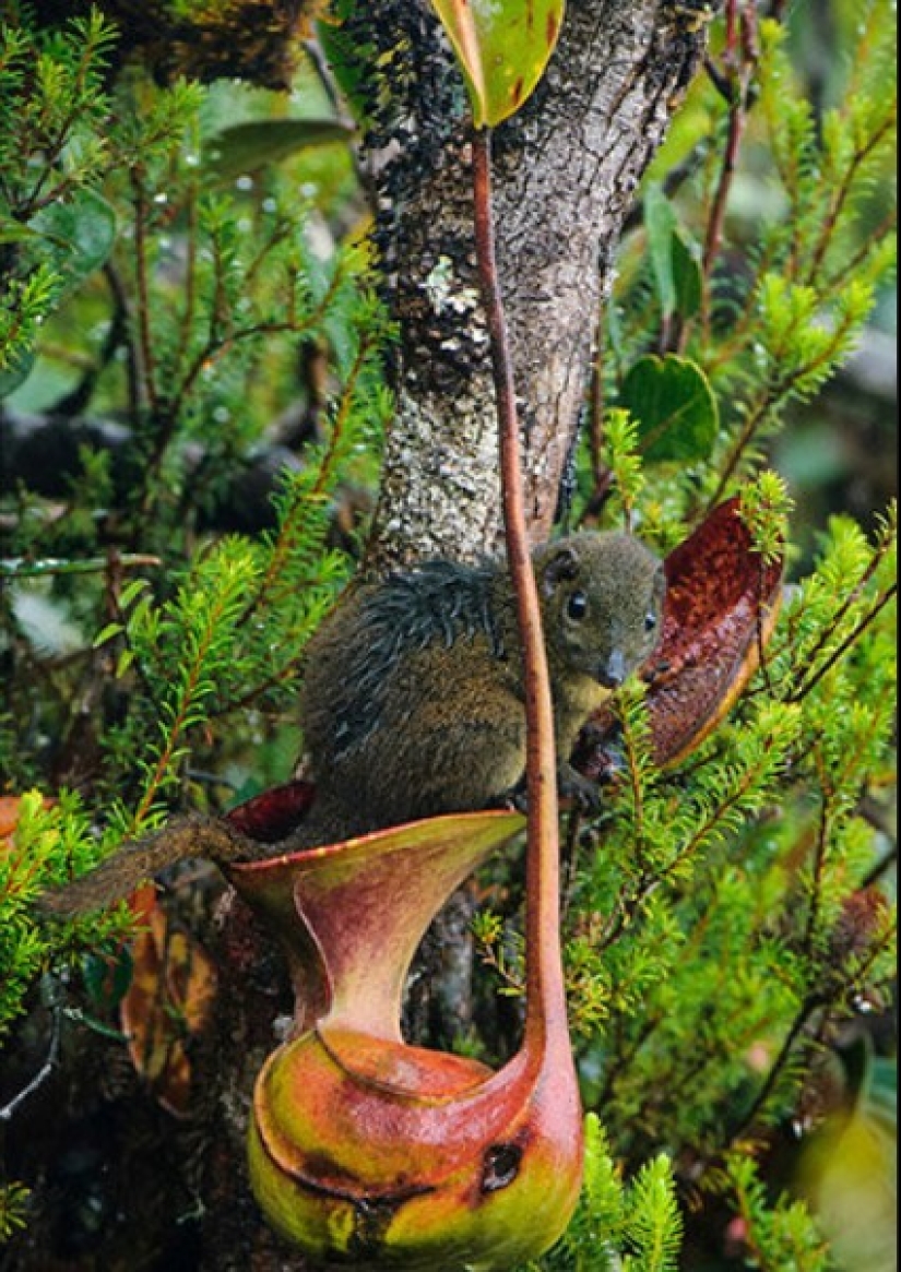 Nepenthes and tupaya: “toilet” friendship between a carnivorous plant and a miniature animal