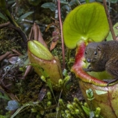 Nepenthes y tupaya: amistad “de baño” entre una planta carnívora y un animal en miniatura