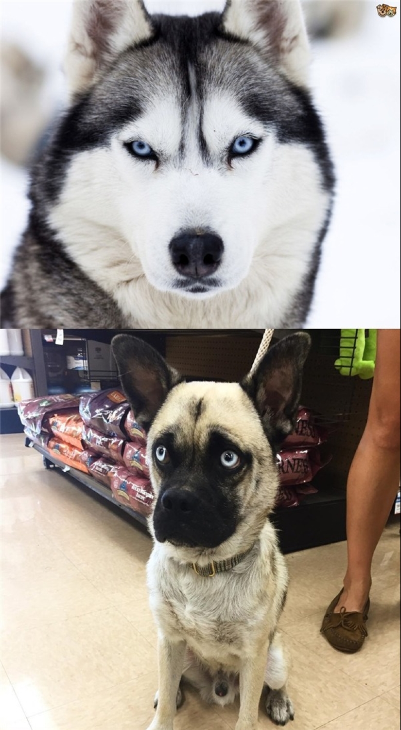 Neumococo de felpa y otras 22 curiosidades que pocas personas han visto