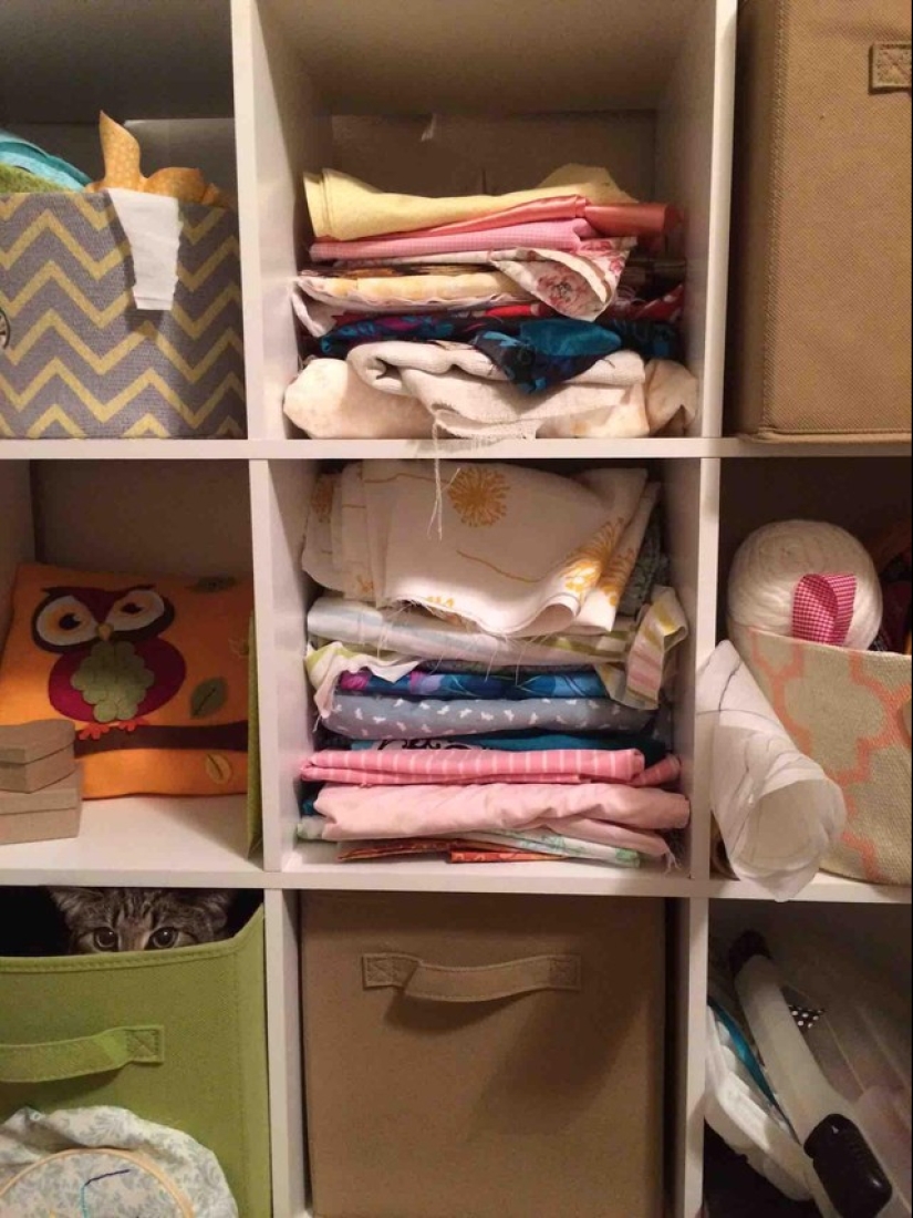 Ninja cats who have mastered the ancient martial art of ninjutsu to perfection Ninja cats who have mastered the ancient martial art of ninjutsu to perfection