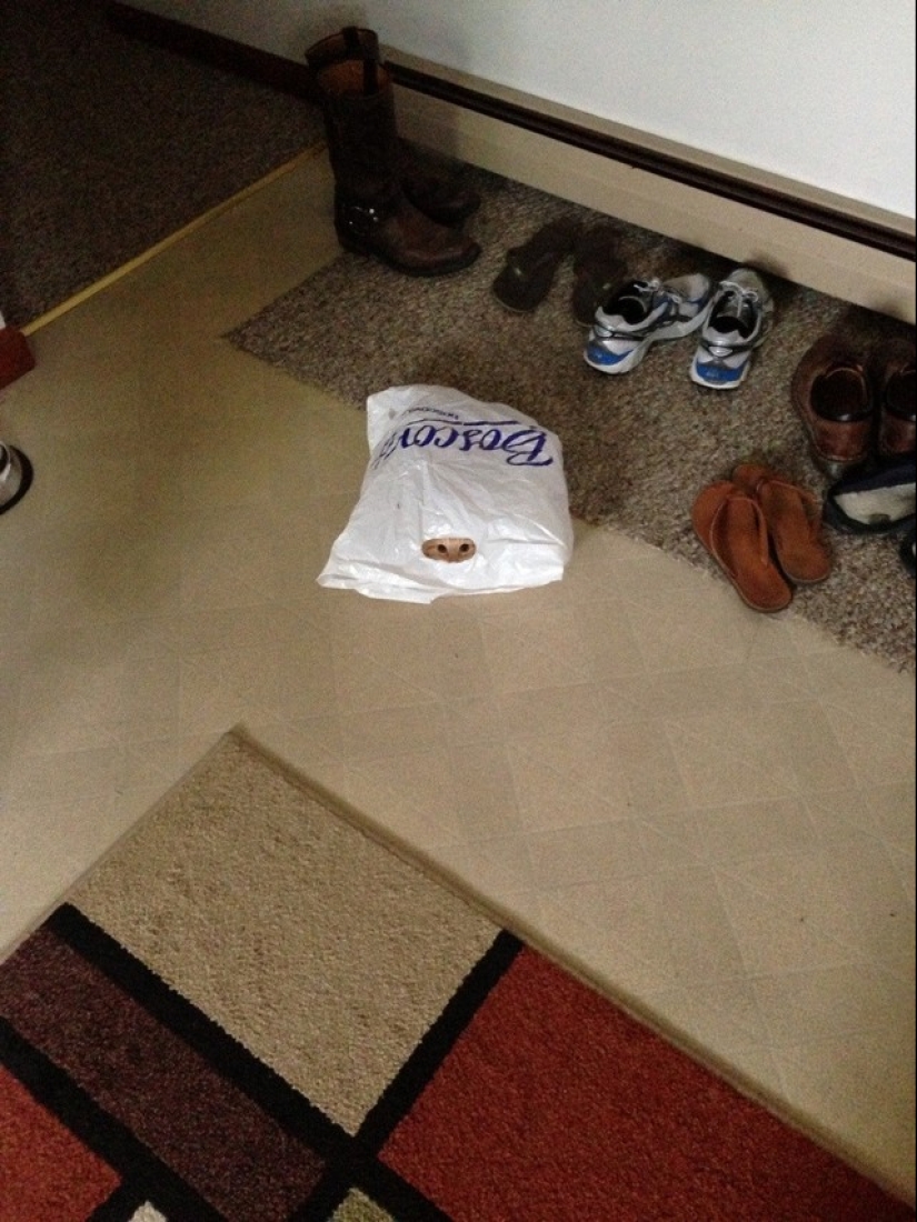 Ninja cats who have mastered the ancient martial art of ninjutsu to perfection Ninja cats who have mastered the ancient martial art of ninjutsu to perfection