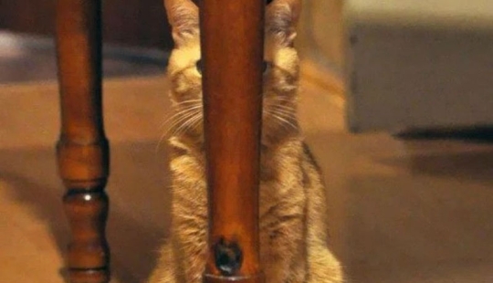 Ninja cats who have mastered the ancient martial art of ninjutsu to perfection