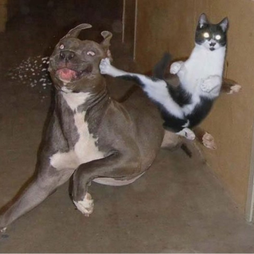 Ninja cats who have mastered the ancient martial art of ninjutsu to perfection Ninja cats who have mastered the ancient martial art of ninjutsu to perfection
