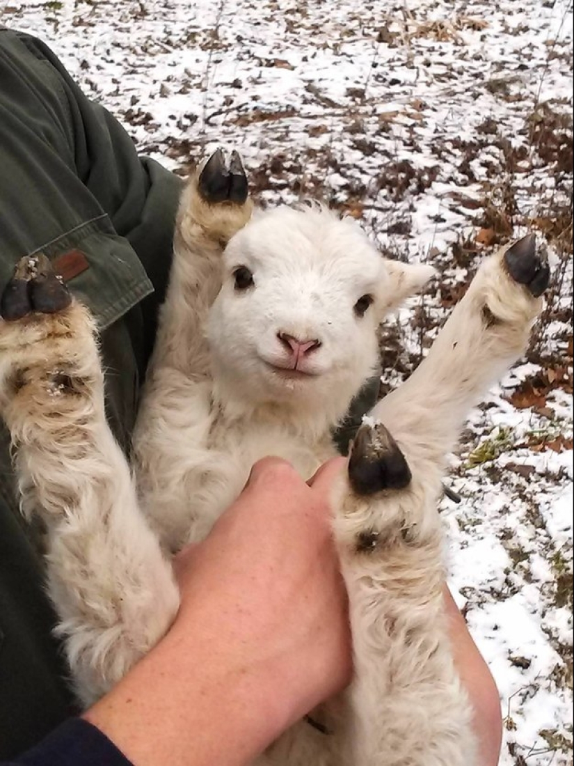 No estés triste: estos animales te recordarán que el mundo es hermoso después de todo