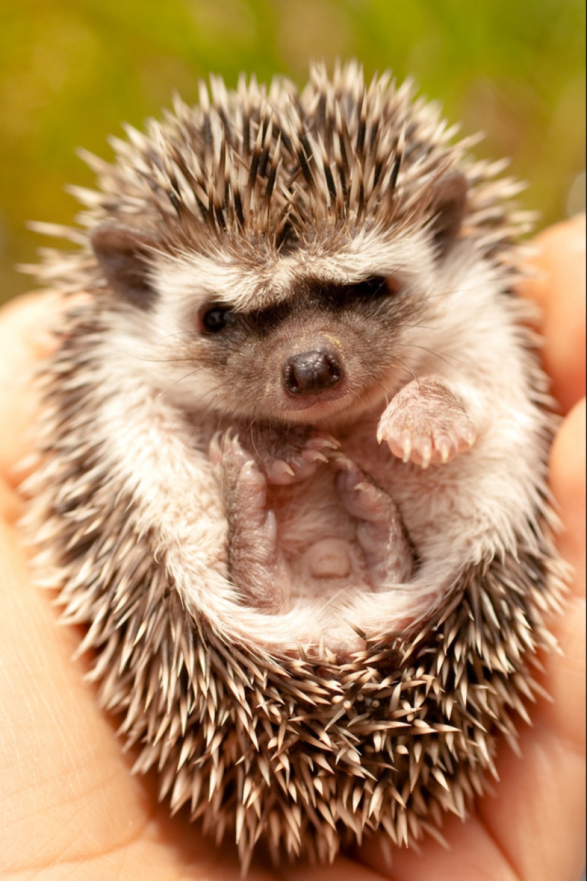 No estés triste: estos animales te recordarán que el mundo es hermoso después de todo