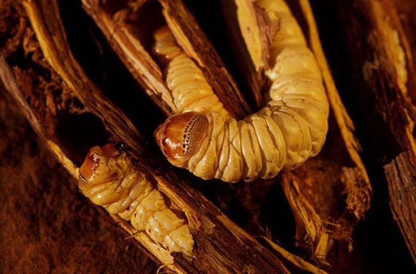 ¡No me lo como! 10 platos impactantes de todo el mundo