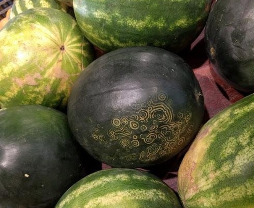 No puedes quitar la vista de encima: 22 impresionantes fotos de comida que no puedes evitar compartir No puedes quitar la vista de encima: 22 impresionantes fotos de comida que no puedes evitar compartir