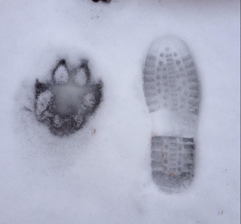 ¡No se puede jugar con la naturaleza! 22 fotos que te convencerán de esto